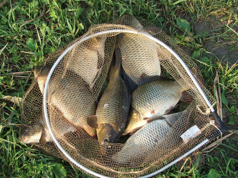 balta colacu - poza11.jpg